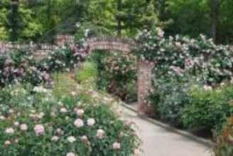 三重県津市「レッドヒル ヒーサーの森」でバラが見頃。テーマ別の9つのエリアが華やかに