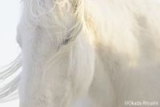 岡田敦写真展：ユルリ島の馬