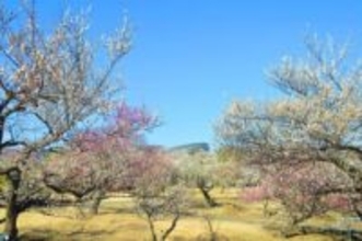 小田原フラワーガーデンで早咲きの梅が早くも見頃に 入園無料の「梅まつり」が今週末にスタート