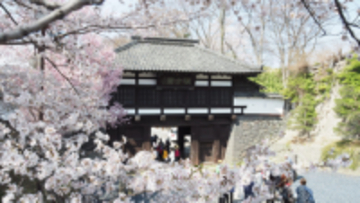 日本さくら名所100選「小諸市桜まつり」で夜桜ライトアップ実施