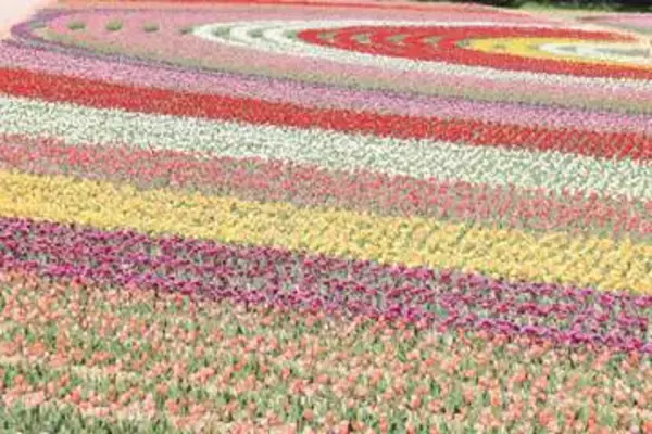 世羅高原農場で75万本のチューリップがカラフルに咲き誇る