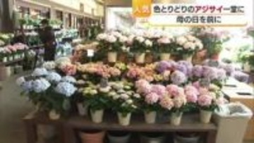 「大きくて綺麗」母の日を前に　今治市で“アジサイフェア”　１２０種類の花がズラリ並ぶ【愛媛】