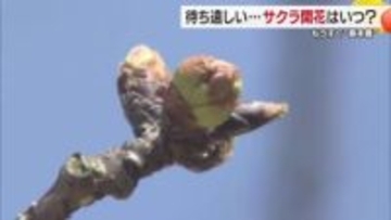 待ち遠しいサクラ　松山・道後公園の標本木は「ツボミの固さある」開花宣言は２２日前後か【愛媛】