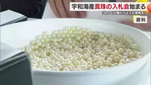 愛媛特産「宇和海産真珠」入札スタート「築地マグロ１匹に負けない」まずます好調な滑り出し【愛媛】