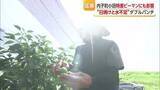 「厳しい日差しでピーマン“日焼け”　内子の生産者は遮光ネット対策　雨降らなければさらに悪影響も【愛媛】」の画像1