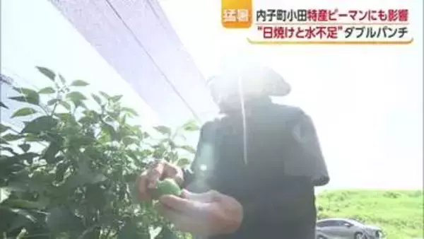 厳しい日差しでピーマン“日焼け”　内子の生産者は遮光ネット対策　雨降らなければさらに悪影響も【愛媛】