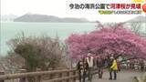 「しまなみの潮風にゆれる“早春”　今治市の海浜公園で河津桜が見頃　青とピンクの世界に「素敵」【愛媛】」の画像1