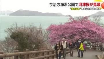 しまなみの潮風にゆれる“早春”　今治市の海浜公園で河津桜が見頃　青とピンクの世界に「素敵」【愛媛】