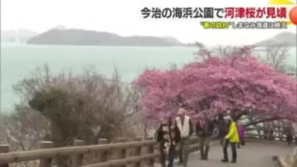 しまなみの潮風にゆれる“早春”　今治市の海浜公園で河津桜が見頃　青とピンクの世界に「素敵」【愛媛】