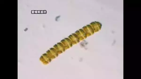 宇和島・蒋渕地区「マヒ性貝毒」終息　イワガキ出荷自主規制を解除　愛南含む計２カ所は続く【愛媛】
