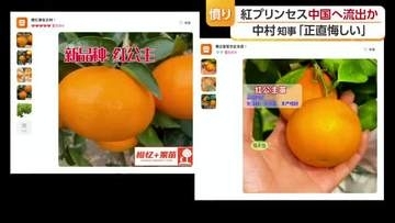 中村知事「正直悔しい」中国に愛媛の高級かんきつ“紅プリンセス”流出か　実態把握を進める考え【愛媛】