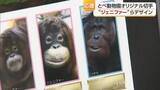 「「お見合いを応援」オランウータン“カップル”がオリジナル切手に　愛媛の郵便局で限定発売【愛媛】」の画像1