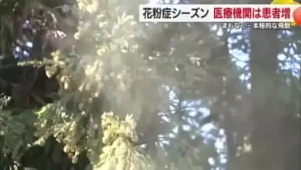 花粉症シーズン到来　松山の医療機関も患者徐々に　ピークは「３月上旬か中旬」　早めの薬服用を【愛媛】