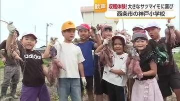 「やばっ、でっか」西条の小学校の授業でサツマイモ収穫　大きさにビックリ　児童に弾ける笑顔【愛媛】
