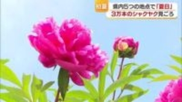 「華やかな感じがしてうれしい」愛媛県内５地点で夏日　初夏の風物詩“シャクヤク”見ごろ【愛媛】