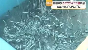 四国中央市でカタクチイワシ漁１５日解禁　初日から大漁と好調なスタート　漁は８月末まで続く【愛媛】