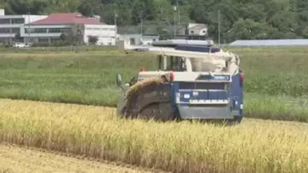 宇和島で早くも三間米の収穫開始も農家は“売るほど赤字”「ＪＡの買取り価格半分」と苦境に【愛媛】