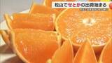 「愛媛が生産日本一！高級柑きつ「せとか」松山で出荷スタート「生産者努力で昨年並以上の味」【愛媛】」の画像1