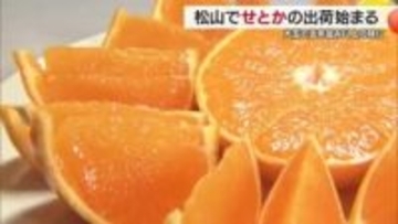 愛媛が生産日本一！高級柑きつ「せとか」松山で出荷スタート「生産者努力で昨年並以上の味」【愛媛】