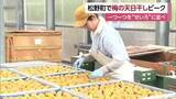 「「熱中症予防で食べて」松野町でウメの天日干し作業ピーク　特産を梅干しに　本場・和歌山で加工【愛媛】」の画像1