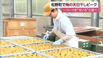 「熱中症予防で食べて」松野町でウメの天日干し作業ピーク　特産を梅干しに　本場・和歌山で加工【愛媛】