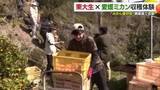 「異色のコラボ！松山市の離島で東大生が収穫体験　「東大みかん愛好会」が貴重な経験味わう【愛媛】」の画像1