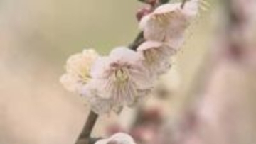 ウグイスの鳴き声と…砥部「七折梅まつり」３連休初日に開幕“春色の山里”「独り占め気分で」【愛媛】