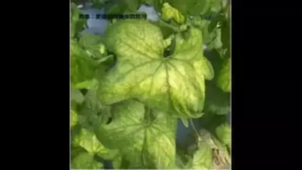 葉の緑が薄く…西条のメロン農地で愛媛で初めてのウイルス「ＣＡＢＹＤ」確認　県が注意呼びかけ【愛媛】