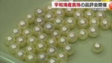 今年の宇和海真珠の出来は　宇和島市で浜揚げ真珠品評会【愛媛】