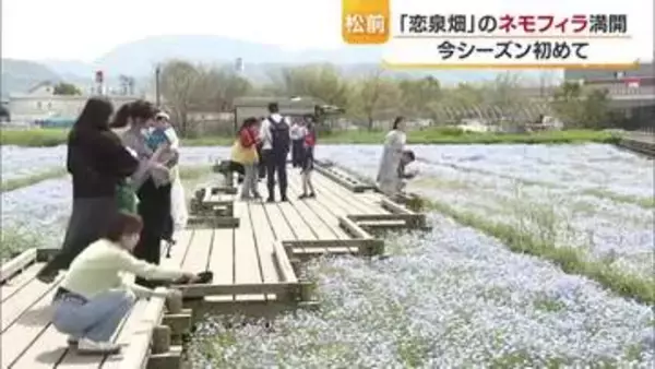 サクラのベストシーズン終了もまだまだ春！松前でネモフィラ＆宇和島で“伊達”なフジ見頃【愛媛】