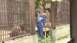 「“ファーストバイトは緊張気味” とべ動物園の「ジェニファー」と「ハヤト」外にそろって初登場 【愛媛】」の画像1