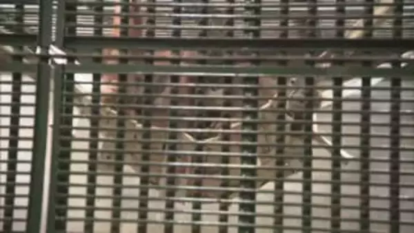 とべ動物園にインドネシアから“嫁入り”オランウータン「ジェニファー」報道公開「ミカン大好き」【愛媛】