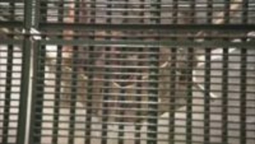 とべ動物園にインドネシアから“嫁入り”オランウータン「ジェニファー」報道公開「ミカン大好き」【愛媛】