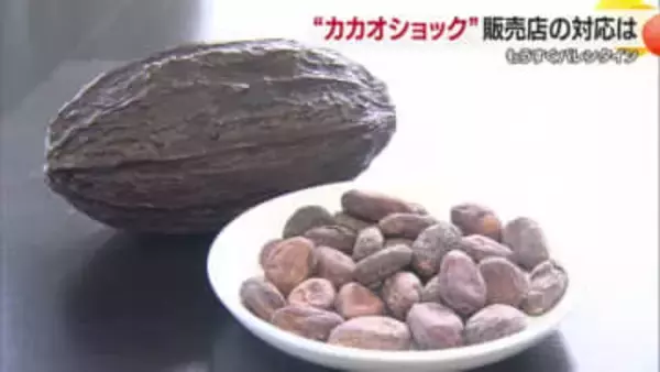 バレンタイン商戦に「カカオショック」四国中央のチョコ専門店「仕入れに大打撃」高騰で商品値上げ【愛媛】
