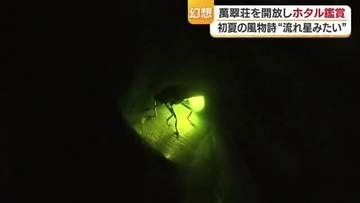 暗闇に乱舞する初夏の灯　松山・萬翠荘でホタル鑑賞会「すごい幻想的」最初放流も自然繁殖に【愛媛】