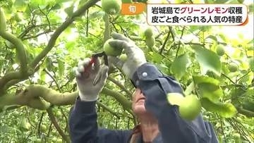 瀬戸内に浮かぶ「青いレモンの島」上島町でグリーンレモン収穫本格化「香り強く焼酎に」【愛媛】