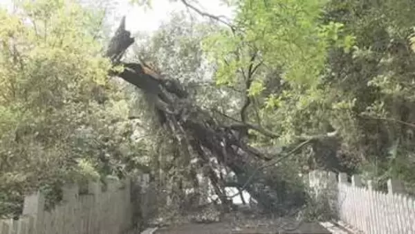 高さ約２５メートルの大木がぼっきり　松山城ふもとの東雲神社で倒木　参道の階段塞ぎ撤去作業続く【愛媛】