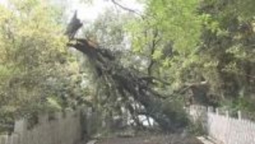 高さ約２５メートルの大木がぼっきり　松山城ふもとの東雲神社で倒木　参道の階段塞ぎ撤去作業続く【愛媛】
