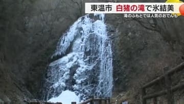 まるで“シャンデリア”東温「白猪の滝」が今年も氷瀑　麓の店はおでん人気　仕込みに大忙し【愛媛】