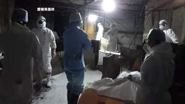 「豚熱」大洲の養豚場で殺処分を開始　１８００頭程度埋め施設消毒　野生イノシシから感染の可能性【愛媛】