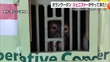 とべ動物園にインドネシアからオランウータン“嫁入り”到着「すごく頭良くかわいい」お見合いへ【愛媛】