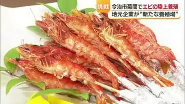 「味が濃いですね」今治市菊間でエビを「陸上養殖」　挑戦は次なるステージへ【愛媛】