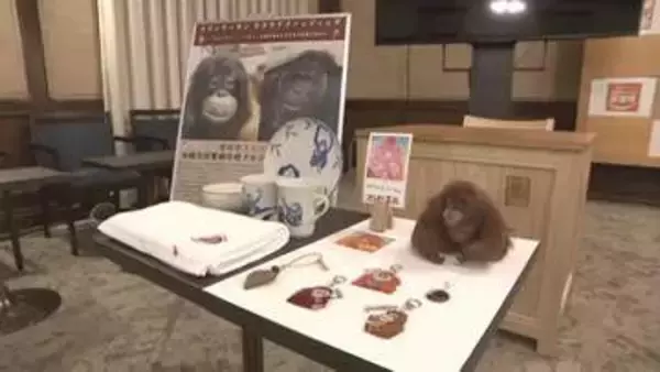 「種の保存を一緒に」とべ動物園・オランウータン“カップル”支援へ　愛媛県がクラファン開始【愛媛】