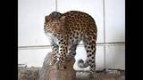 「とべ動物園で初の「アムールヒョウ」５月１９日から一般公開「パートナー国内外で探す」【愛媛】」の画像1