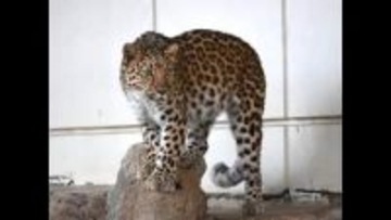 とべ動物園で初の「アムールヒョウ」５月１９日から一般公開「パートナー国内外で探す」【愛媛】