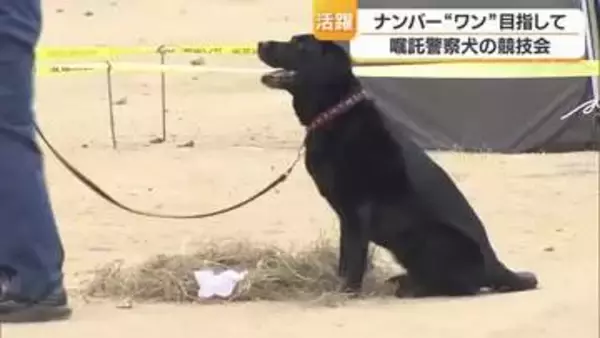 “ワン”ダフルな嗅覚を発揮　松前町で民間の警察犬の競技会「足跡追及」「捜索」で能力発揮【愛媛】