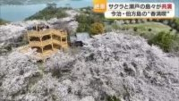 海と空と島と“桜錦”　今治・伯方島の開山公園で“日本の春”一望！外国人「想像より美しい」【愛媛】