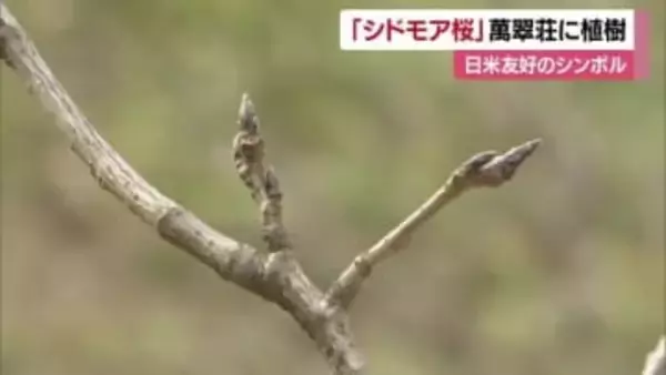 「世界平和、友好親善を願って」日米友好のシンボル「シドモア桜」松山市の萬翠荘に植樹【愛媛】