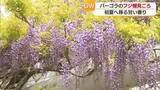 「巨大！フジ棚に甘い香り　新居浜市のゆらぎの森　フジの花が見ごろに【愛媛】」の画像1