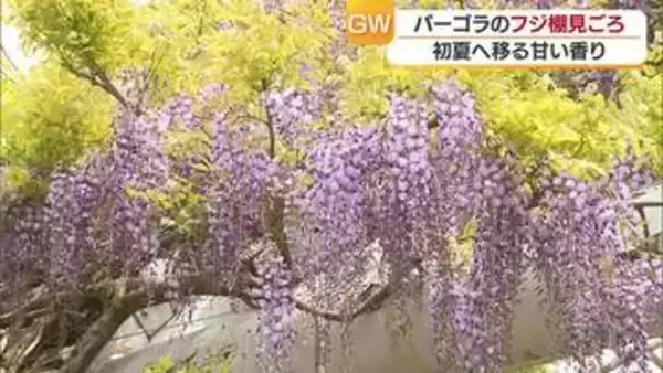 巨大！フジ棚に甘い香り　新居浜市のゆらぎの森　フジの花が見ごろに【愛媛】